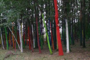 Pădurea colorată2