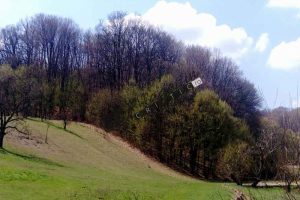 Pădure11